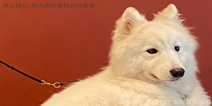 PROFESSIONAL 
DESIGN TEAM